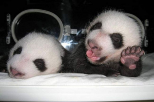 W jednej z rezerw chin urodził się panda panda W jednej z rezerw chin urodził się panda panda